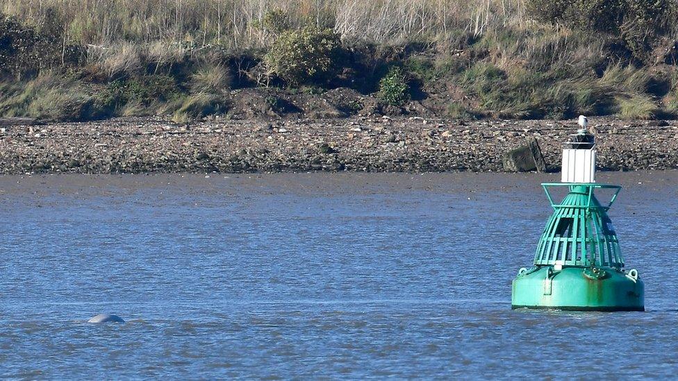 The whale in the river near a buoy