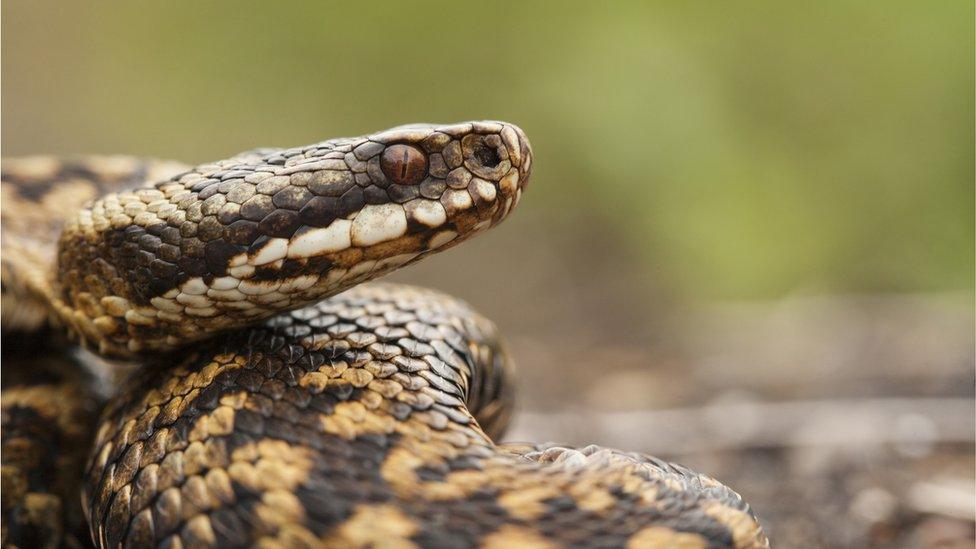 European adder