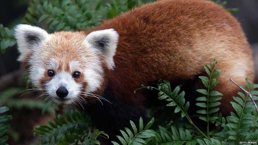 Rusty the red panda