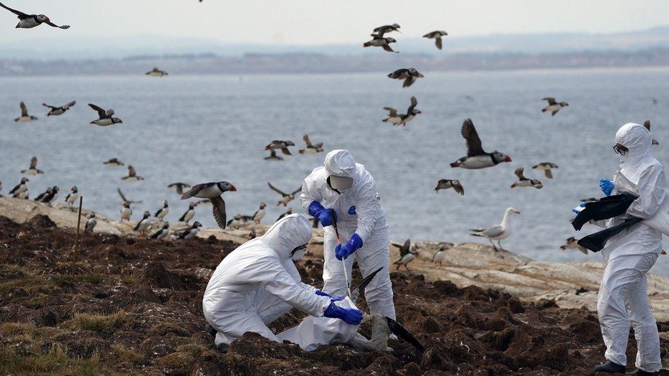 Wardens on the Farne Islands picking up dead birds as other birds circle above