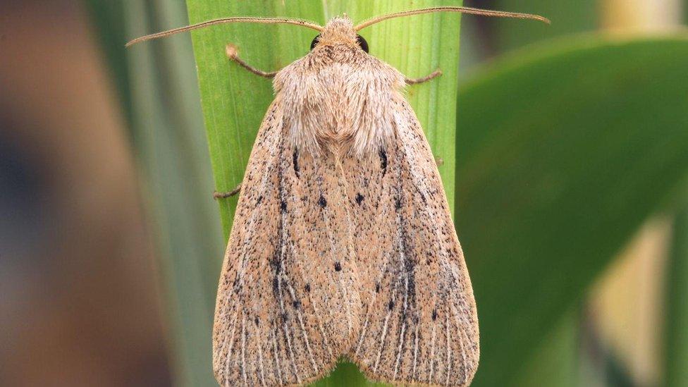 Fenn's Wainscot