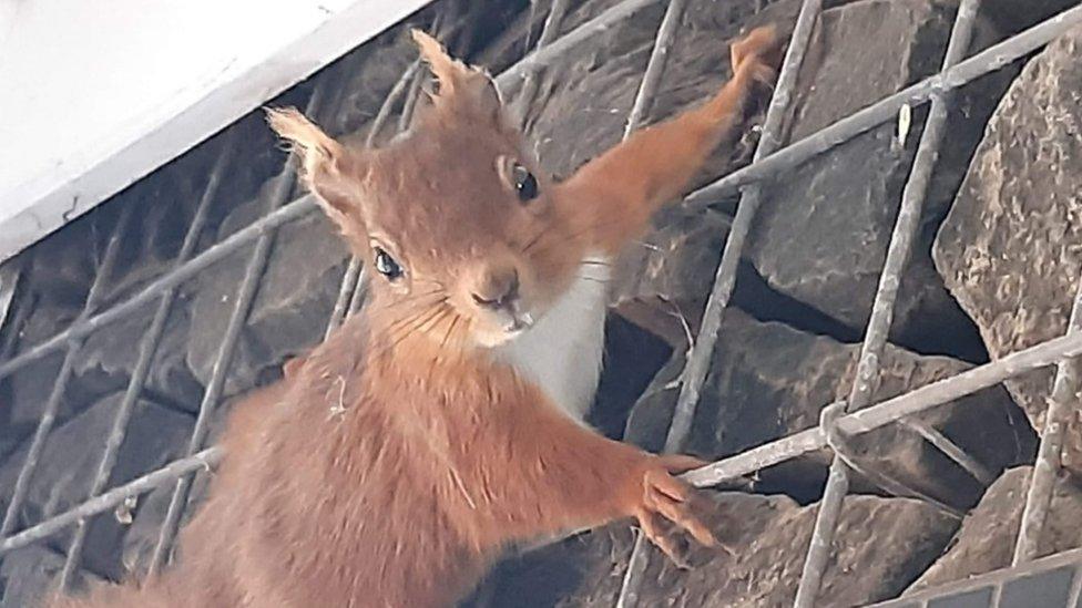 invading red squirrel