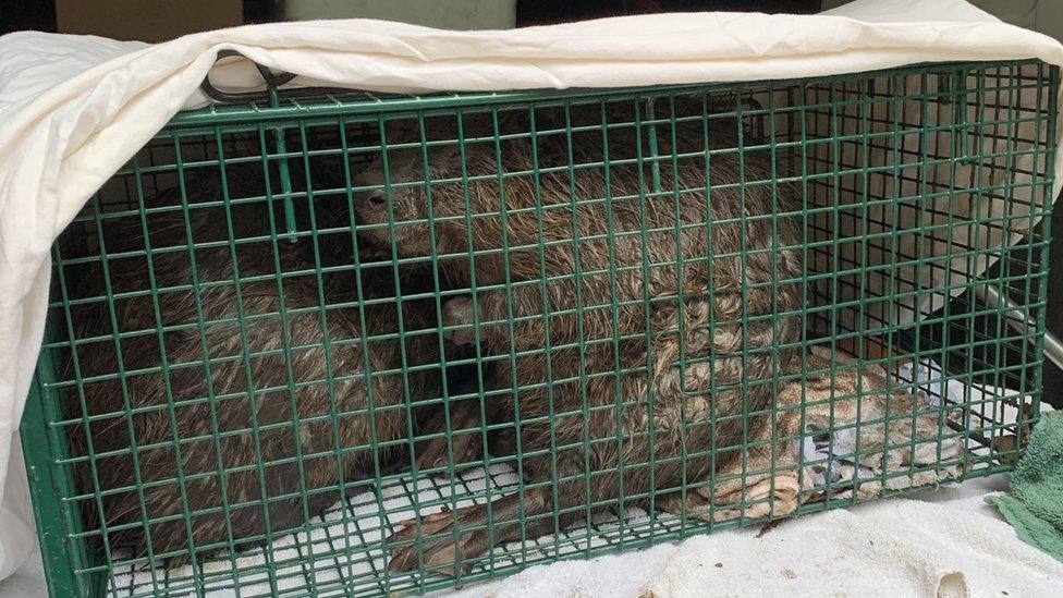 Two beavers in a green cage