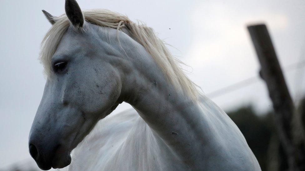 A horse stands in a field in Vertou near Nantes, France, 21 August, 2020.