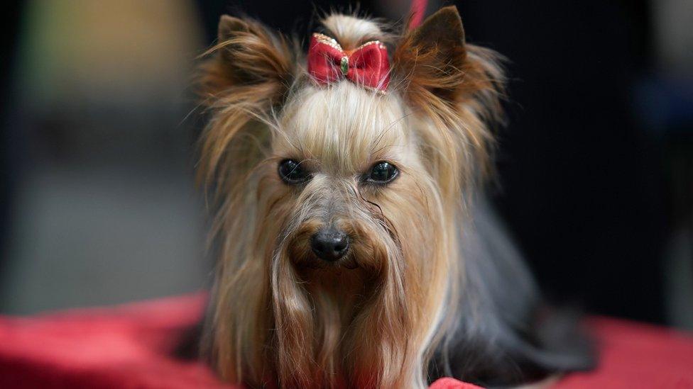 A Yorkshire Terrier at Crufts