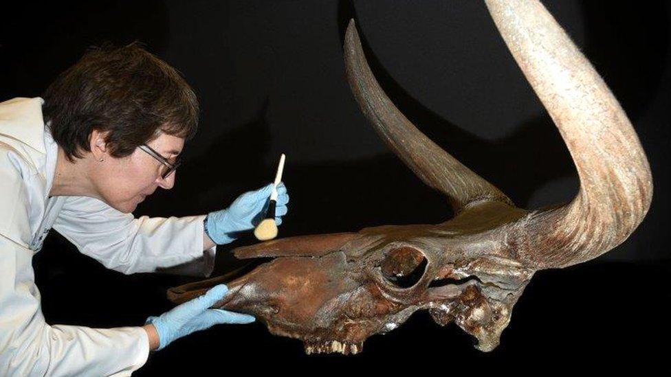 Stonehenge cattle skull