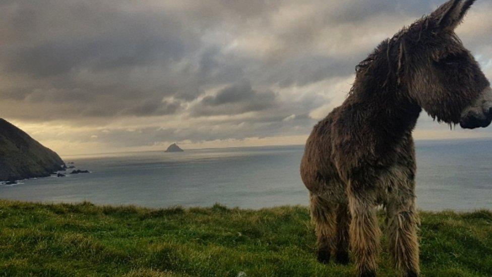 Donkey on Great Blasket Island