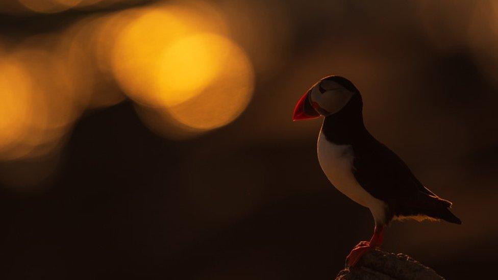 Judges' choice winner for the bird photographer of the year competition