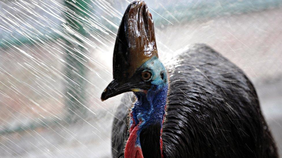 A cassowary