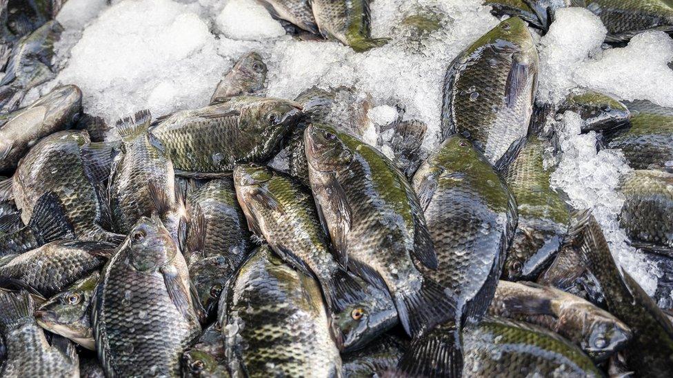 Tilapia fish at Victory Farms