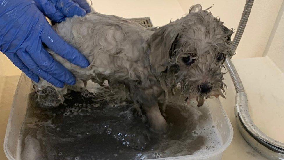 The puppies were covered in oil