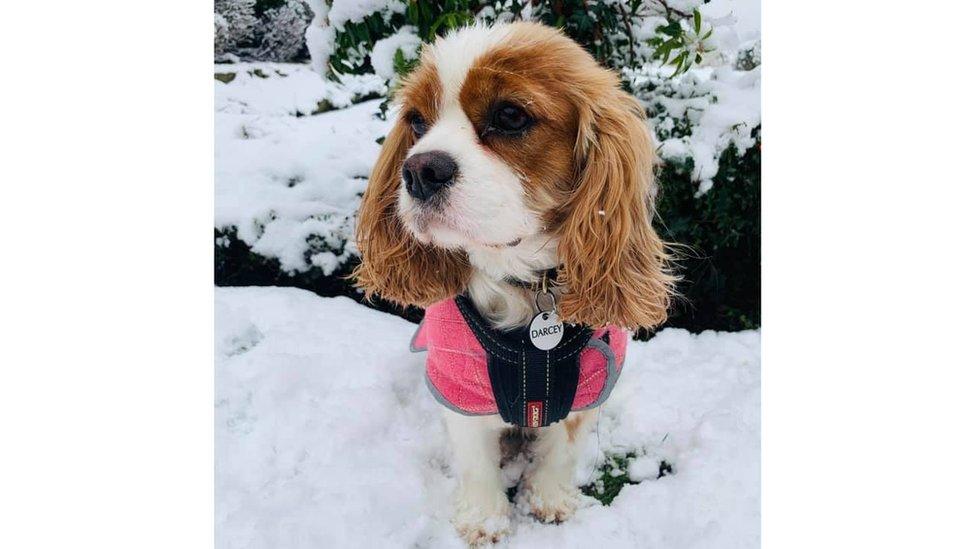 A dog in snow