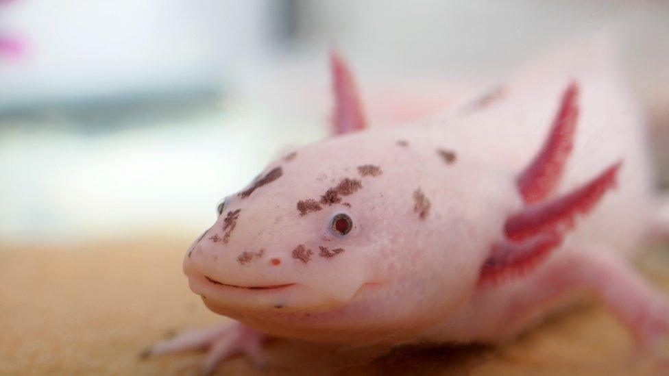 Axolotl.