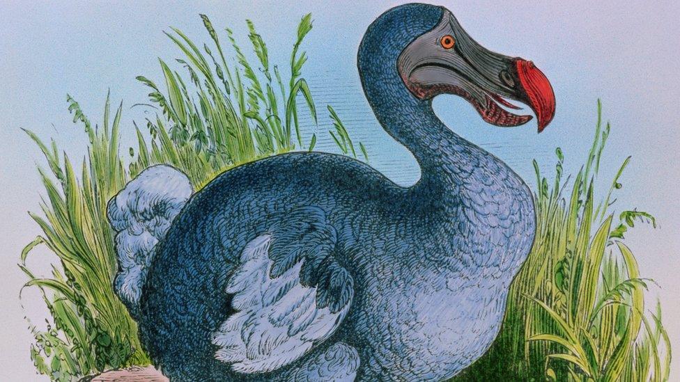 Illustration of a Dodo