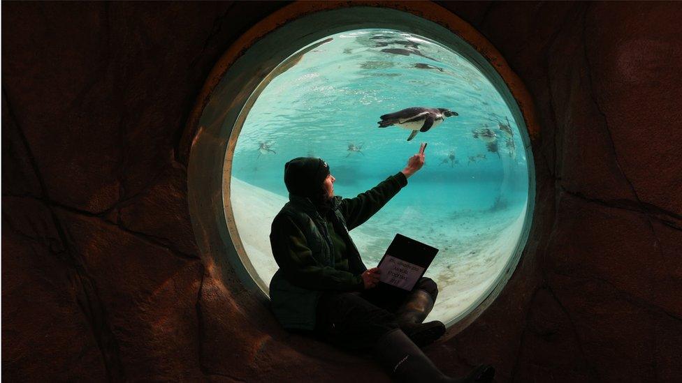 Zookeeper counts a Humboldt penguin