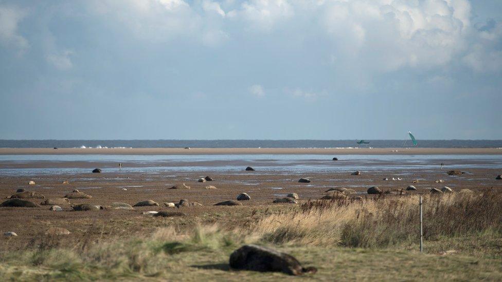 Seals at Donna Nook, 2016