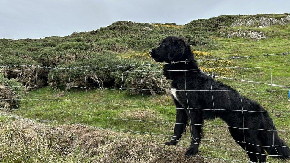 Pepper on cliff