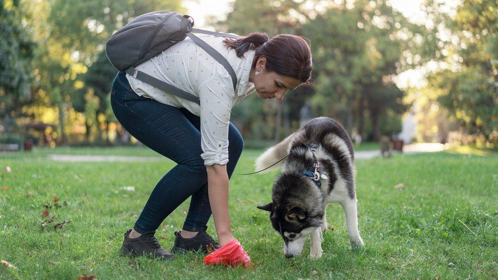 Lady picking up dog poo