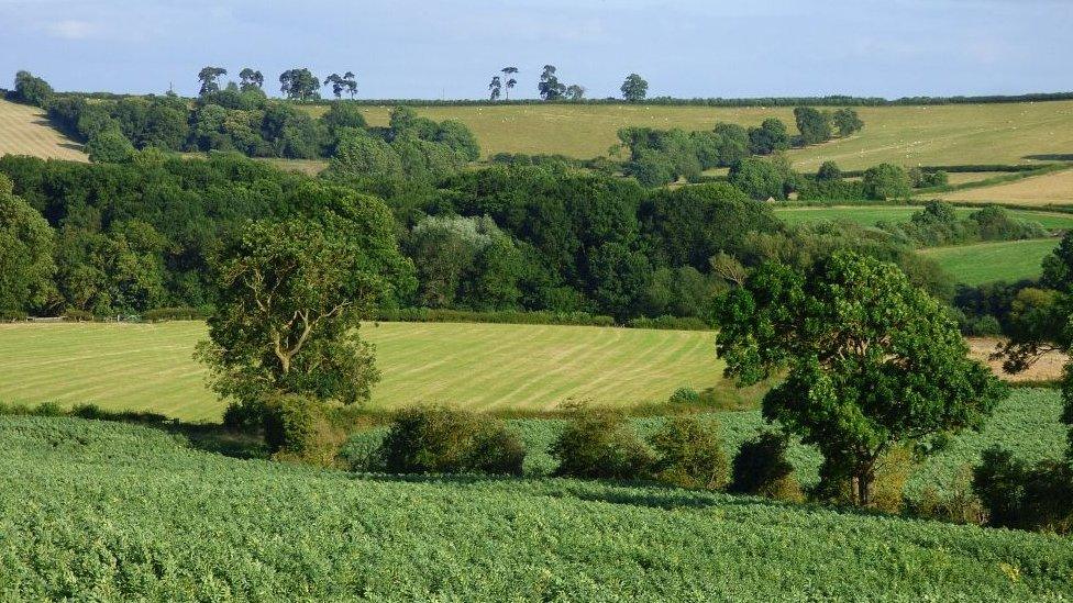 Trees near Everdon in Northamptonshire