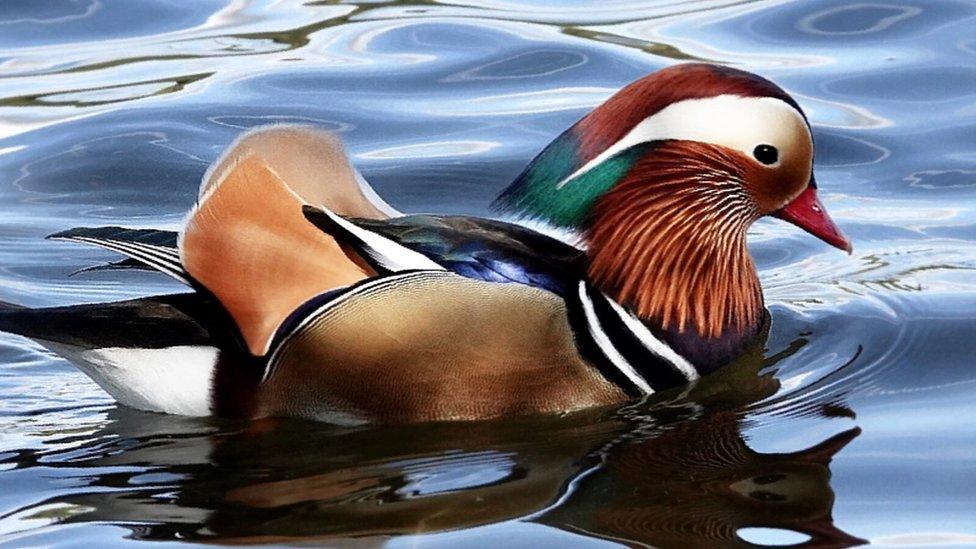 Mandarin duck.