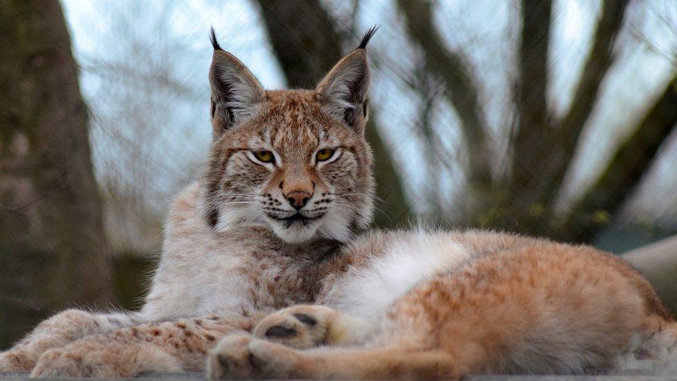 Photo of Lilleth the lynx