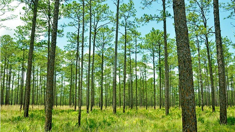 Pine forests are a familiar sight in the Northern Hemisphere