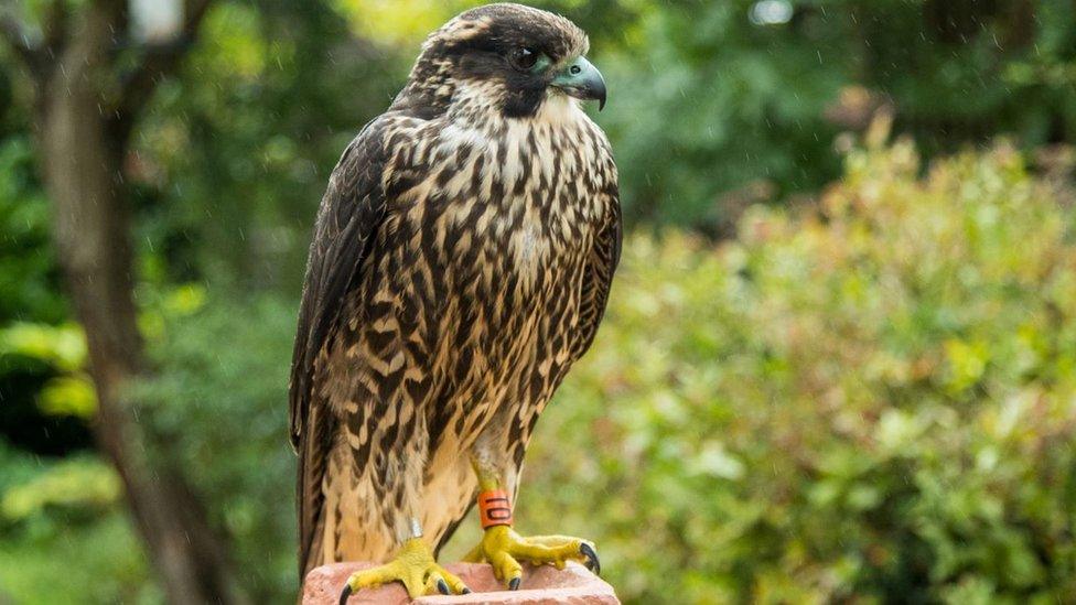 TD the peregrine