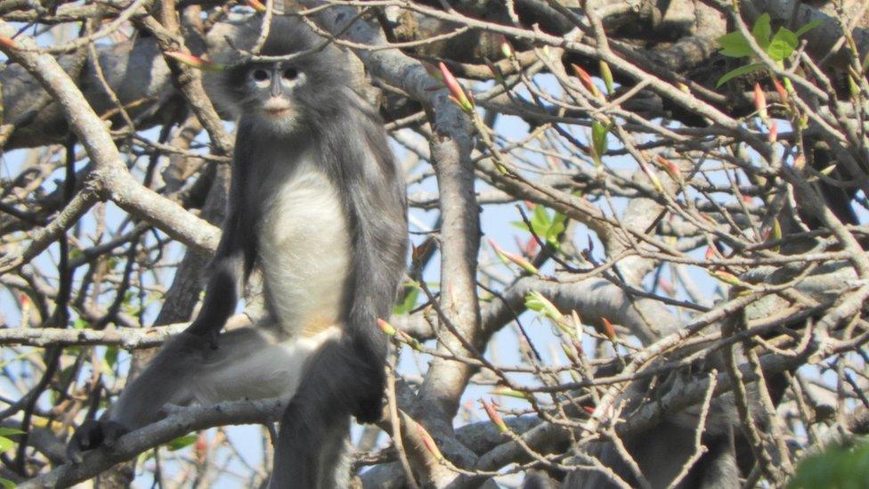 Popa langur