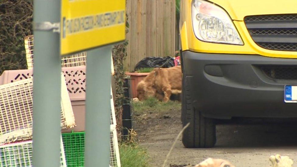 Dog on a lead being walked towards a dog ambulance