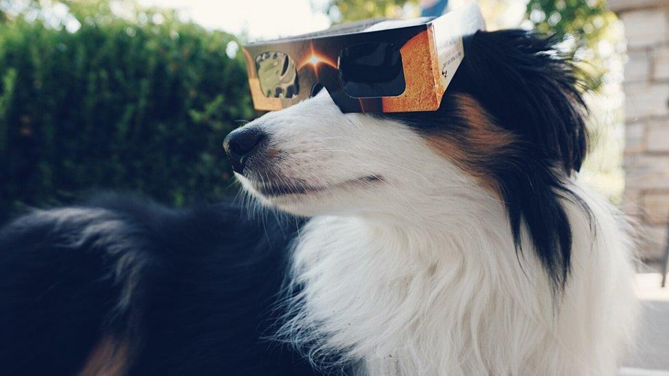 Andrew, a dog, wears protective eyewear