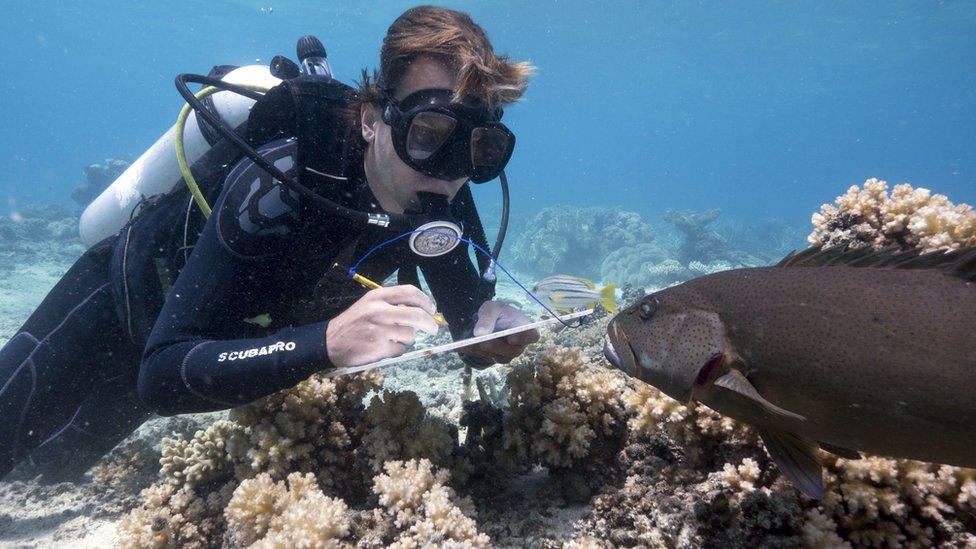 Scientist Alexander Vail studies the reefs around Lizard Island on Australia's Great Barrier Reef.