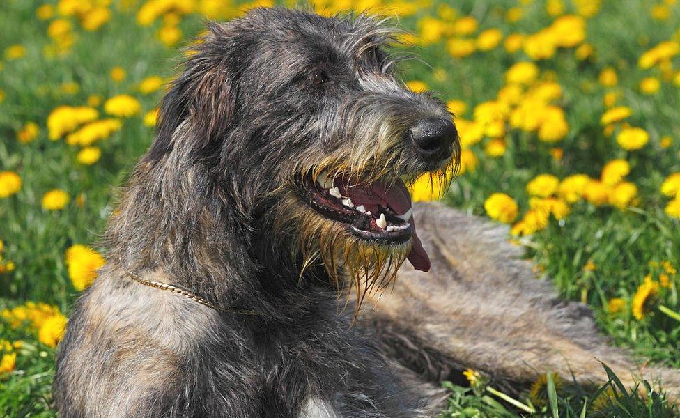 irish wolfhound