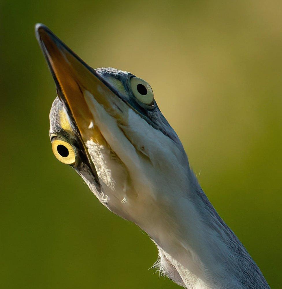 Inquisitive bird