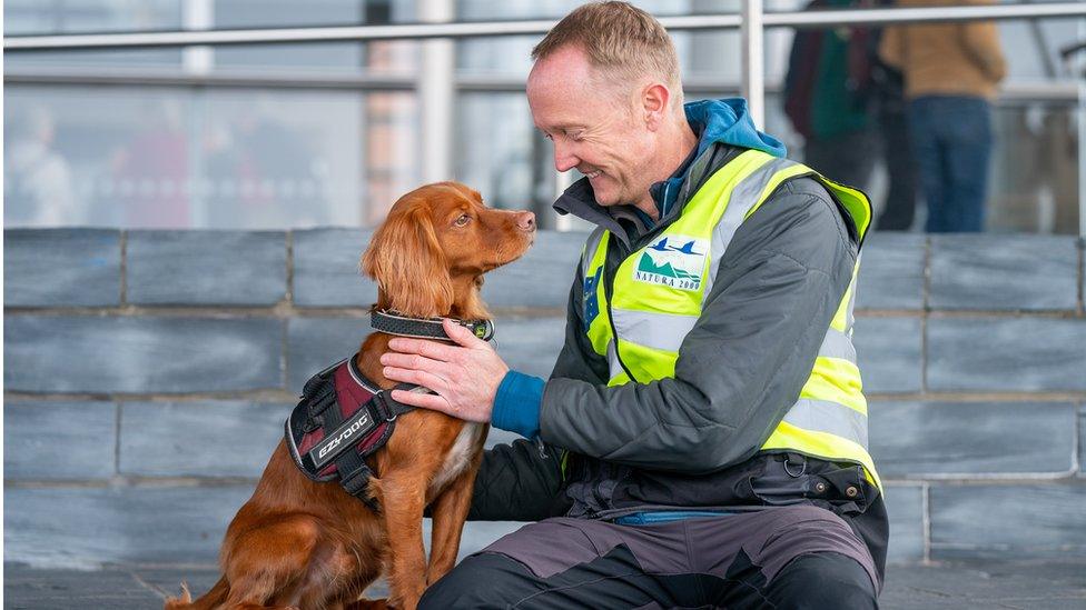 Jinx has been working with his handler Greg Morgan, who is RSPB site manager for Ramsey Island and Grassholm in Pembrokeshire