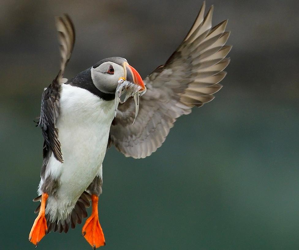 Puffin catching fish