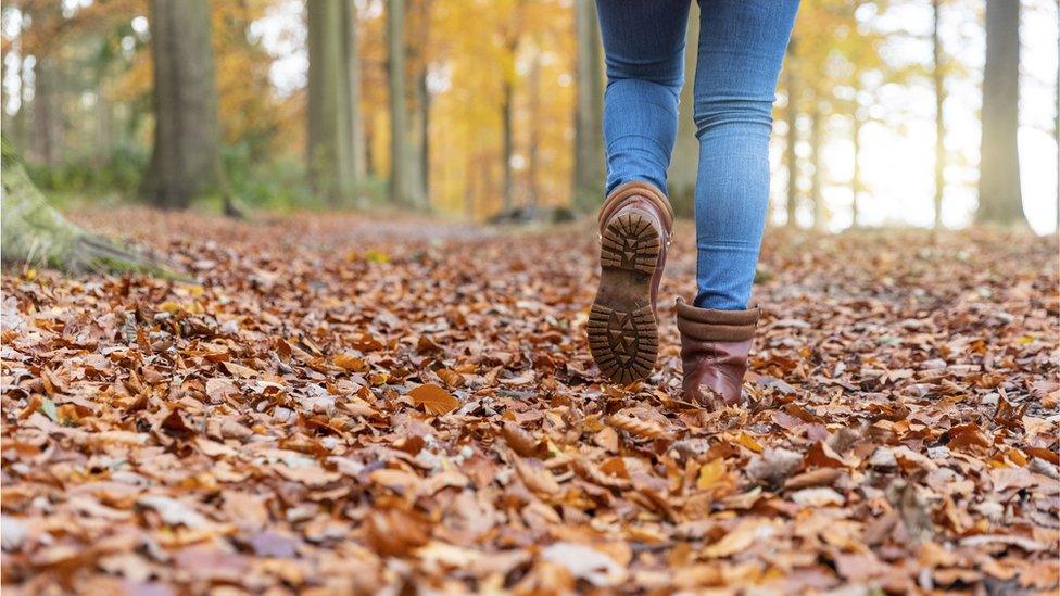 autumn leaves in forest.