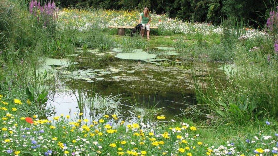 Pond and wet meadow