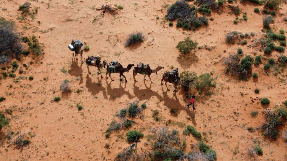 an aerial view of a woman trekking with her five Camels through the South Australian desert in Oodnadatta, Australia