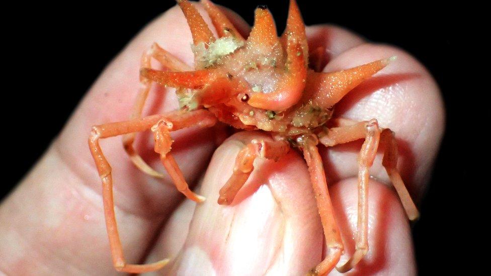 An 8cm orange crab, of family Epialtidae