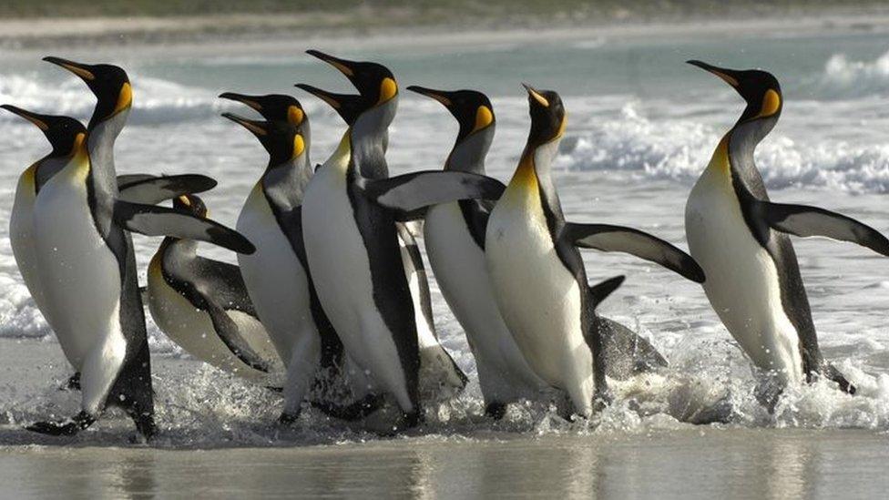 file photo: penguins in the Falkland Islands