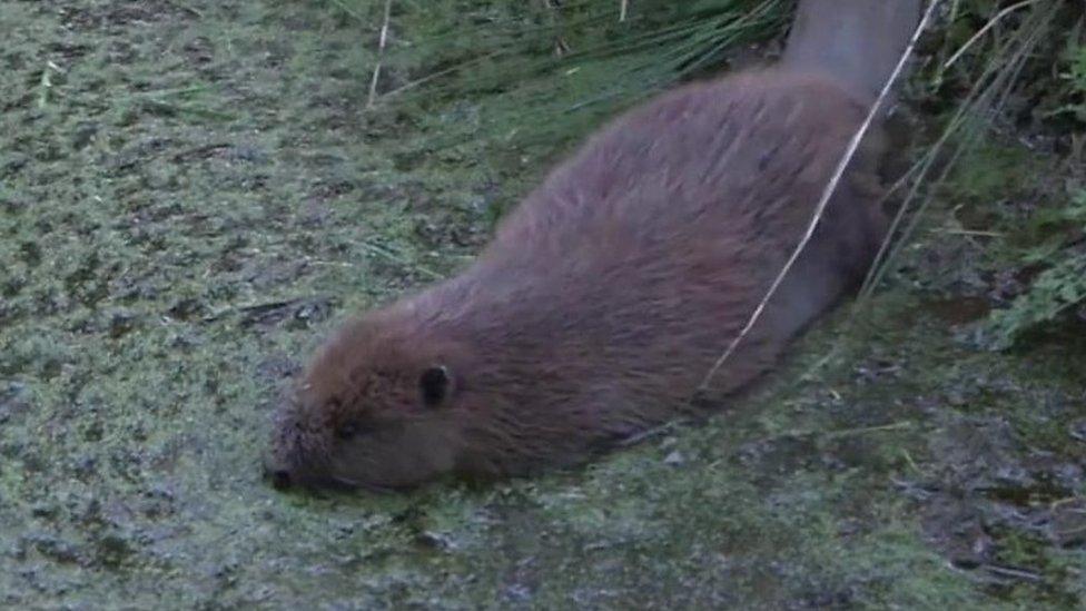 A beaver