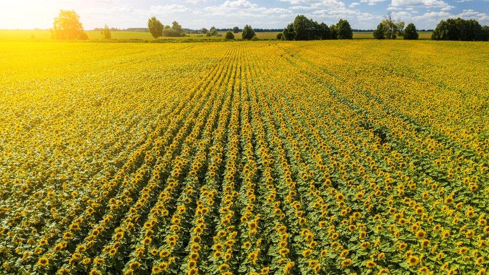 Sunflowers