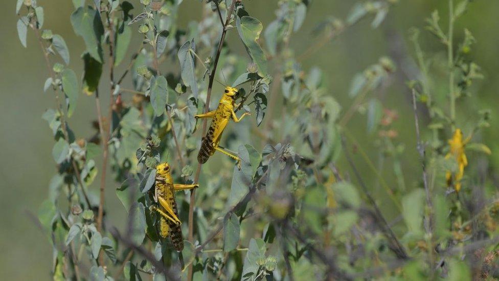 locusts.