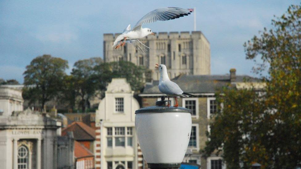 Seagulls in front of Norwich Castle