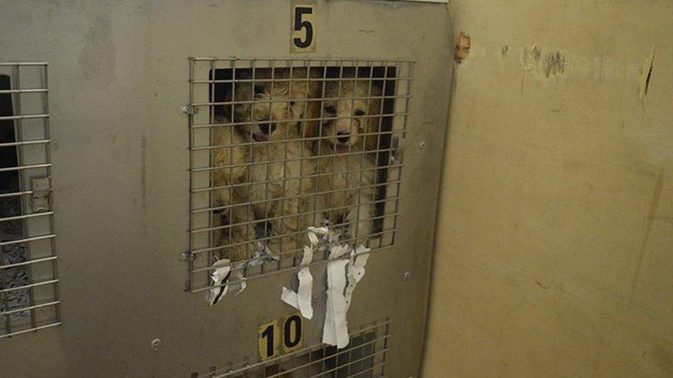 The puppies were crammed into cages in the lorries without food or drink