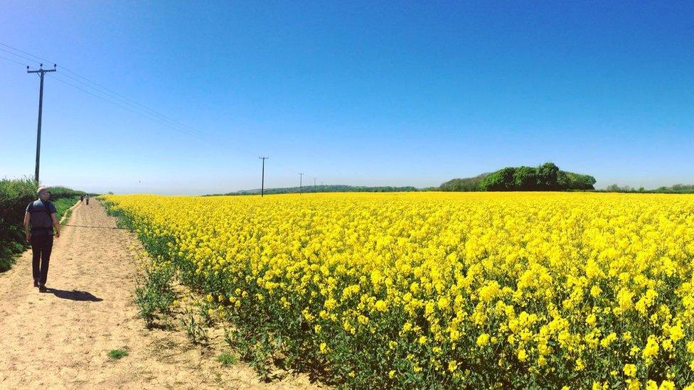 A field of bright yellow rapeseed lit up by the blazing sun on Llantwit Major’s cliffs