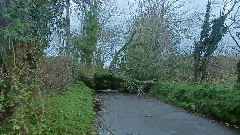 Fallen tree in Jersey