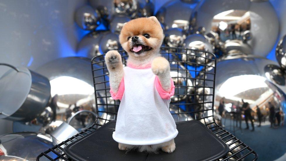 a-pomerian-dog-called-jiffpom