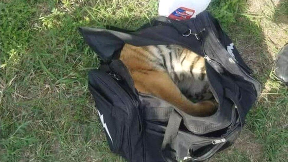 The tiger cub unconscious in a small black duffel bag