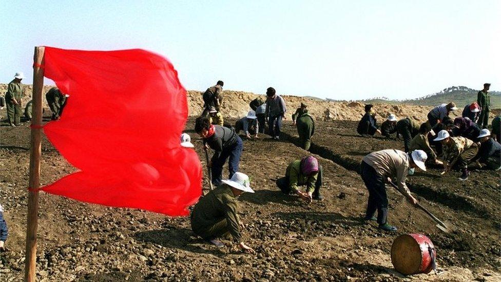 People work in a United Nations World Food Programme "food for work" project in North Korea's second largest city Hamhung 08 May 1999 to rehabilitate rice paddies damaged by the flooding of the Kwangpho River